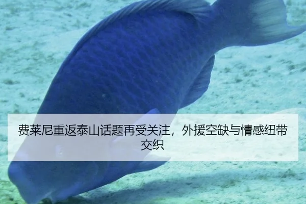 费莱尼重返泰山话题再受关注，外援空缺与情感纽带交织